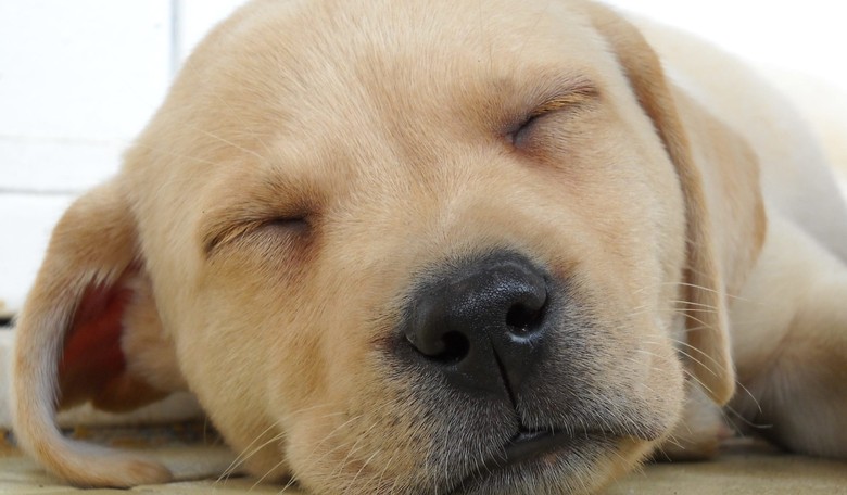 Liberal's Tweet Goes Viral: 'White People Love Dogs Because They Miss Owning Slaves'