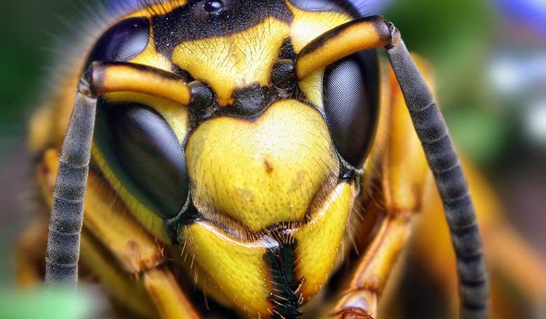 Yellow Jackets Are Now Building Super-Nests, Some the Size of a Volkswagen Beetle