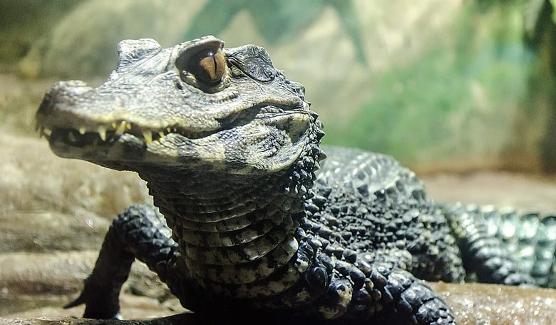 Florida Man Friday VII: When Methagators Attack