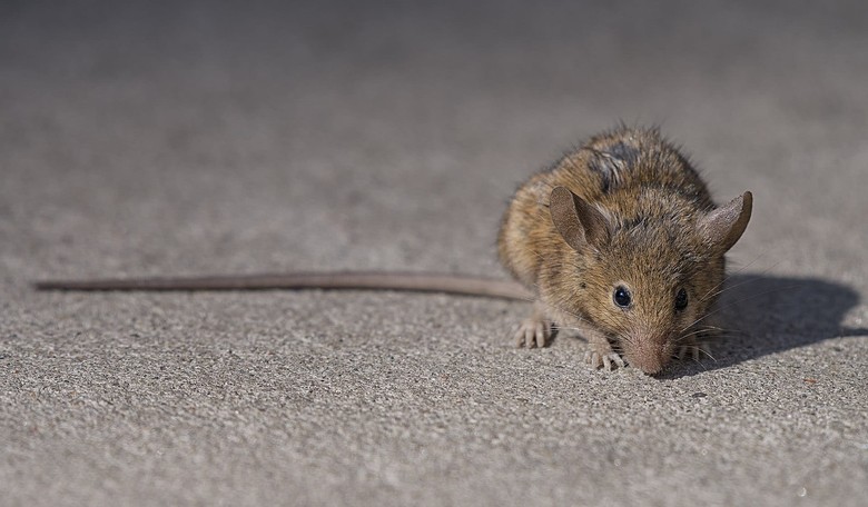 Totally Not Rat-Infested: Rat Runs Across Screen During Baltimore News Broadcast