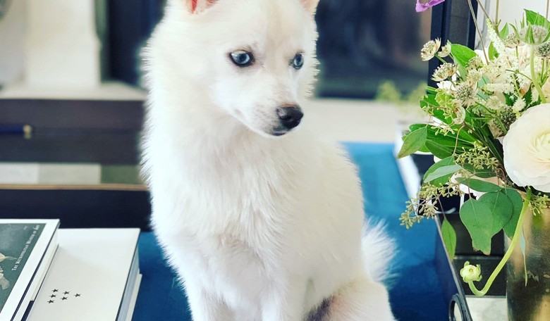 Ivanka Trump Criticized for Giving Daughter 'All White' Dog