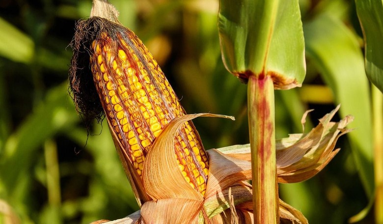 In Iowa, 'Green' Democrats Dancing Around the Ethanol Issue