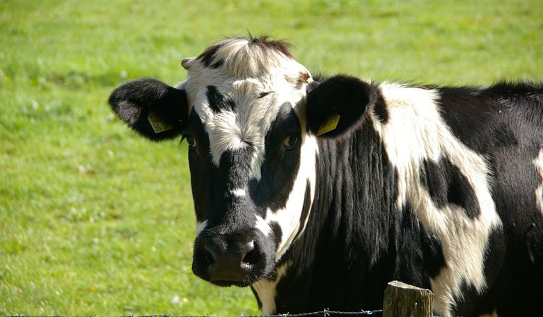 For $75 an Hour You Can Cuddle with a Cow