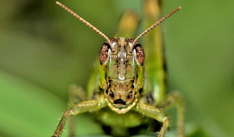 Sin City Indeed: Vegas Hit With Plague of Grasshoppers