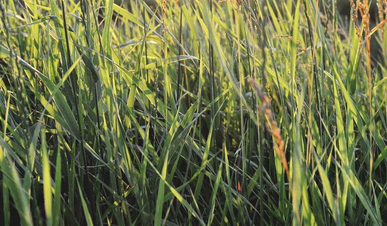 Government Bullies Fine Man $30,000 for Overgrown Lawn