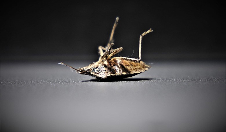 The Morning Briefing: Baby Bedbug Bret Stephens Edition
