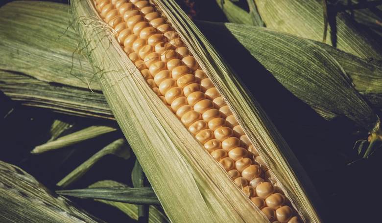 Genetic Modification of Crops Is 'Rape,' Botanist Says