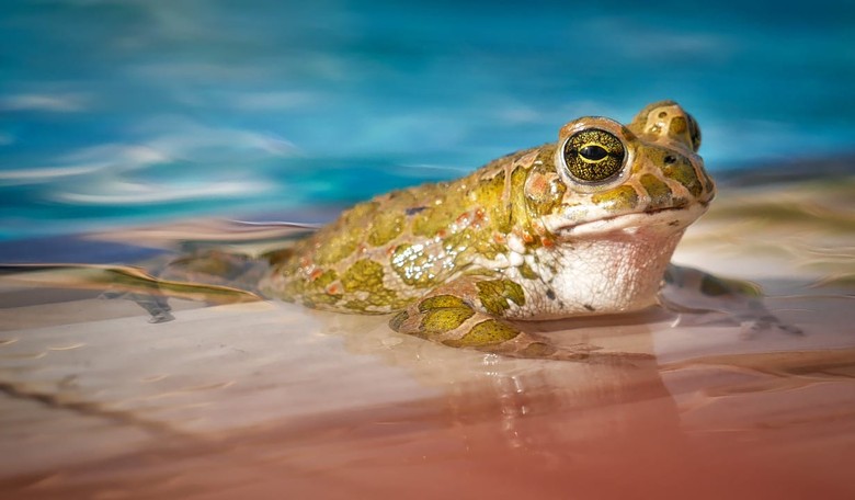 Half a Million to Study the Mating Calls of Frogs? Your Tax Dollars at Work