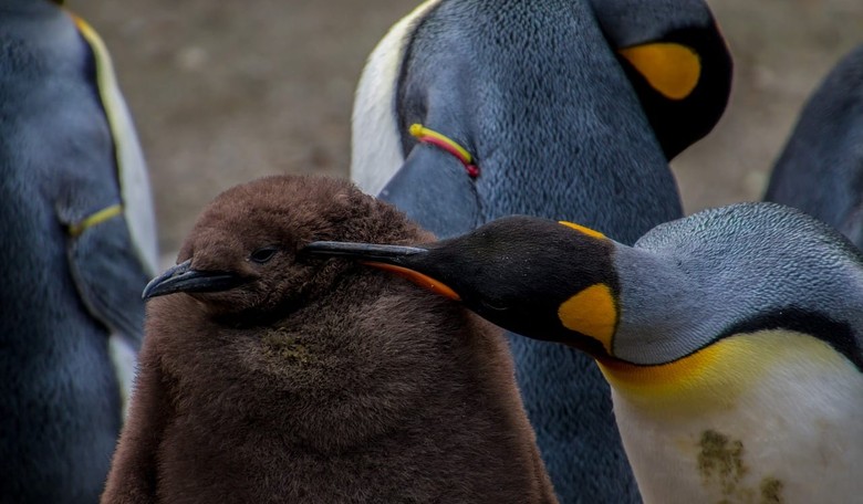 Alleged Scientists at London Aquarium Seek Public's Help in Naming Their 'Gender-Neutral' Penguin