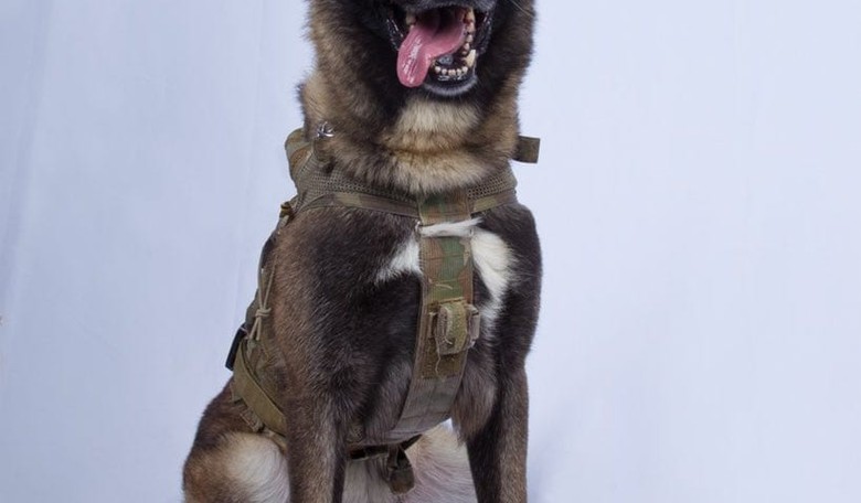 Trump Tweets Meme About Hero Dog, Journos Lose Minds