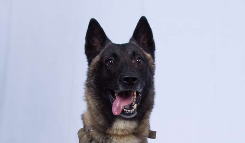 Conan the Terrorist-Killing Dog Visits the White House