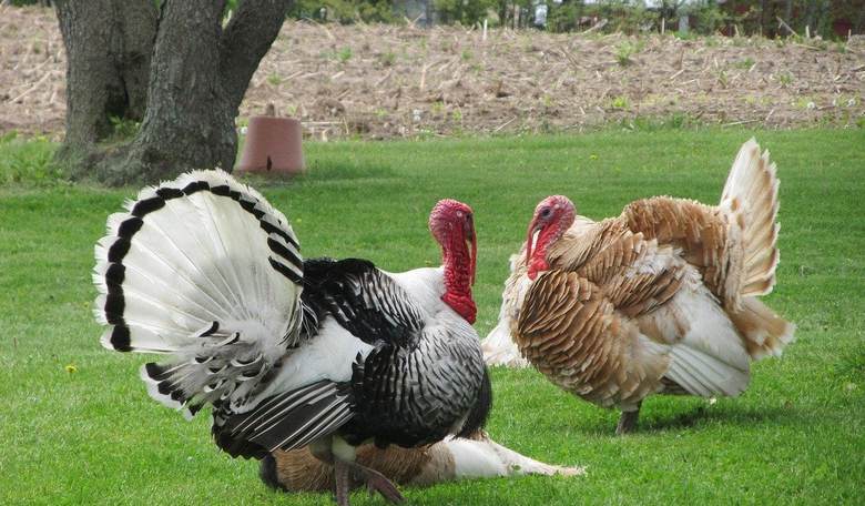 The Morning Briefing: 'Gobble This!' Edition