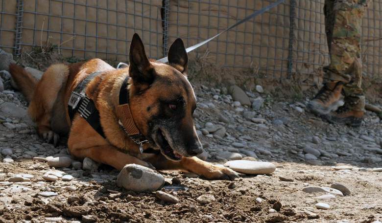 Heartbreaking: Egypt and Jordan Have Been Killing Our Bomb-Sniffing Dogs, and More Are Going to Die