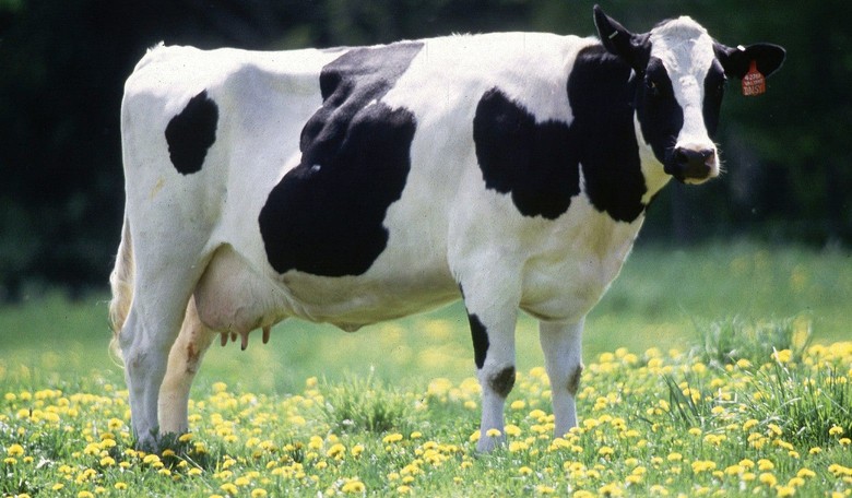 Irish Government Wants to Spend €600 Million to Sacrifice 65,000 Cows for Climate Change