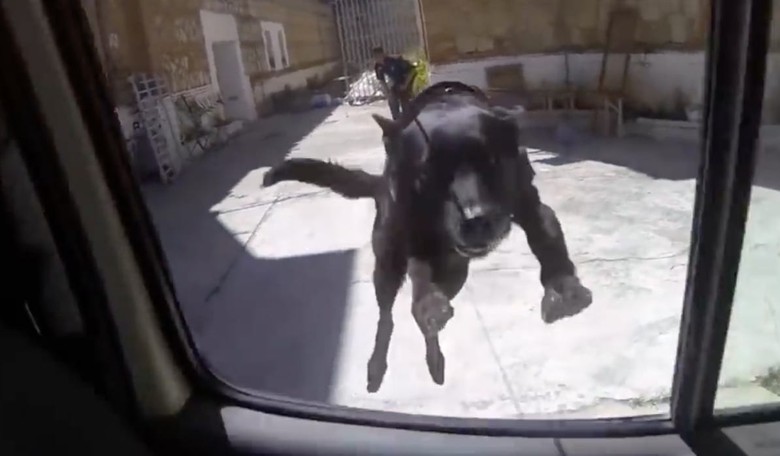 Stop What You're Doing &amp; Watch This Video of a Spec-Ops Dog Training to Take Down ISIS
