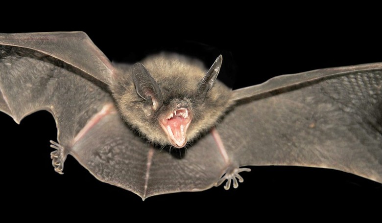 Food Market Where Bats Were Sold/Traded Believed to Be Where Coronavirus Originated [Updated]