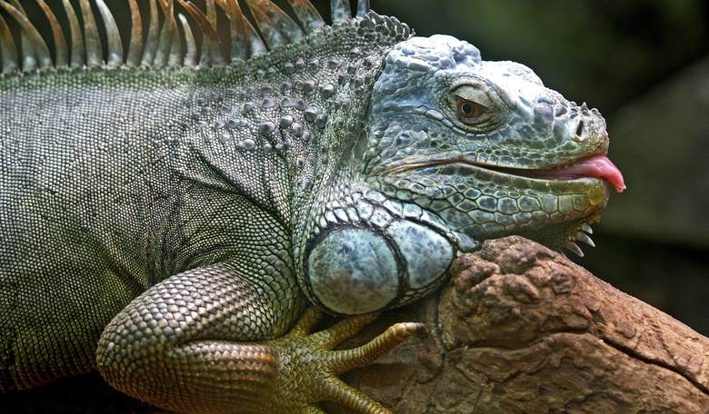 Florida Man Friday: Caution! Falling Iguana Zone
