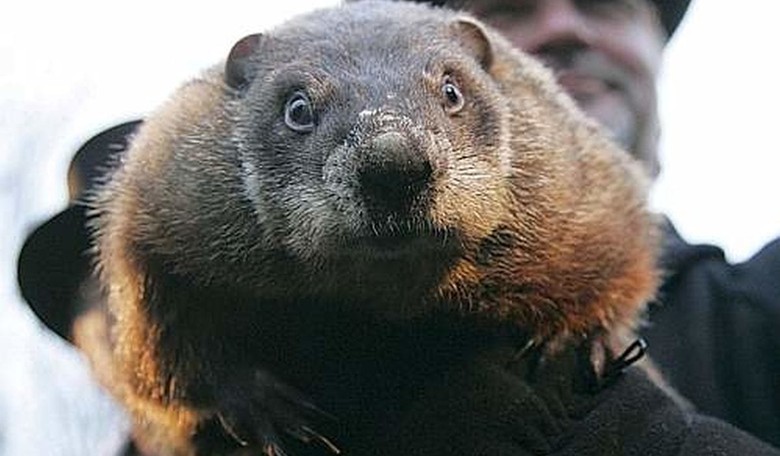PETA on the Warpath Over Punxsutawney Phil, the Groundhog Day Star