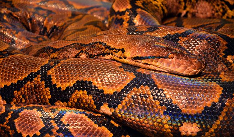 Florida Man Friday: Park Closed for Snake Orgy