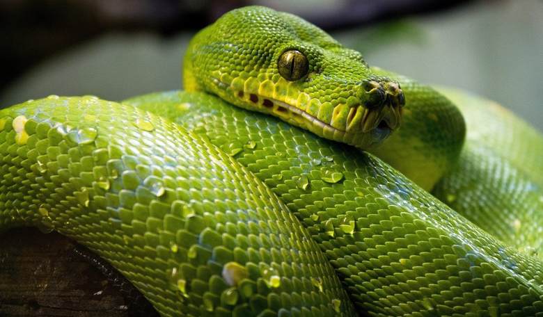 Ireland Reports First Venomous Snake Bite in Its History, Weeks Before St. Patrick's Day