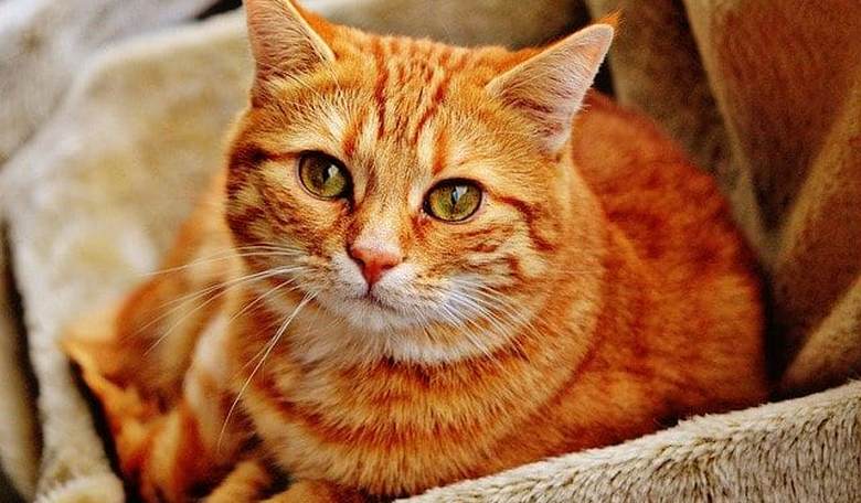 Chinese City Bans Consumption of Cats and Dogs, Which Is Not at All Funny