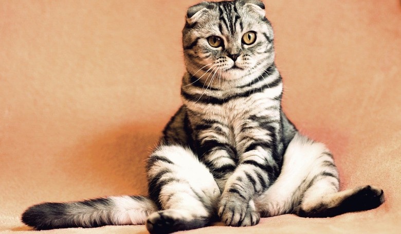 CDC: Two New York Cats Have the Coronavirus. Their Humans Don't.