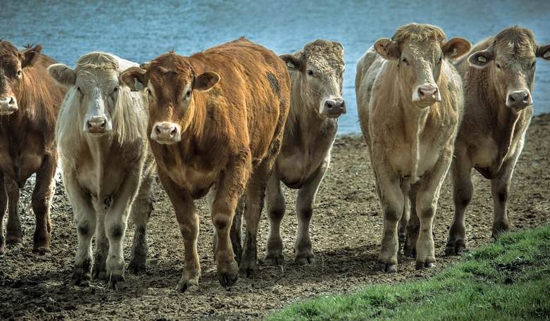 Ringing the Cowbell for Herd Immunity