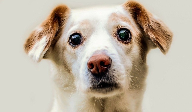 China's Agriculture Ministry Says Dogs Are No Longer Considered Livestock