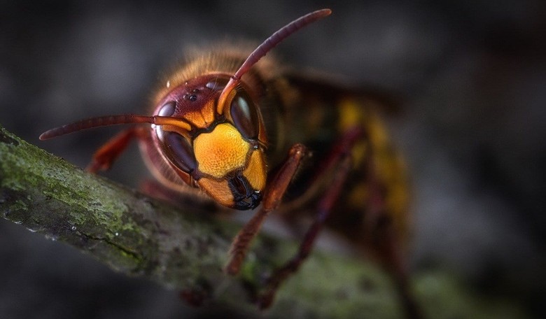 Murder Hornets Are the New Buzz in Japanese Cuisine