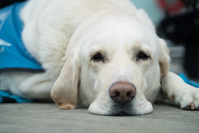 Guide Dogs are amazing.