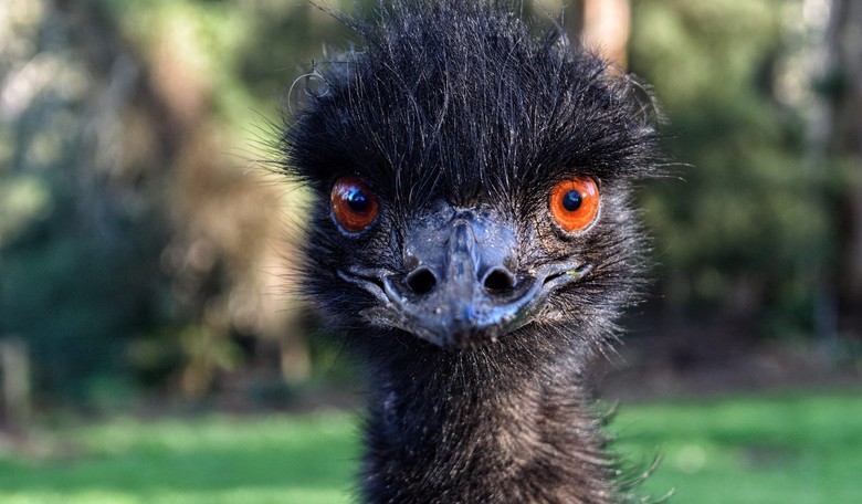 Florida Man Friday: The Radical Priest Came to Get Me Released, Plus When Emus Attack