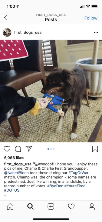 Biden dogs Trump chew toy