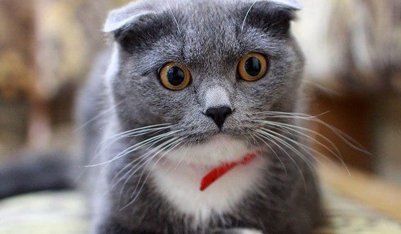 Vetted Video Shows Ohio Immigrants Grilling Neighborhood Cats