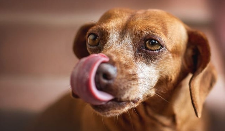 The Yappy Little Dog Syndrome