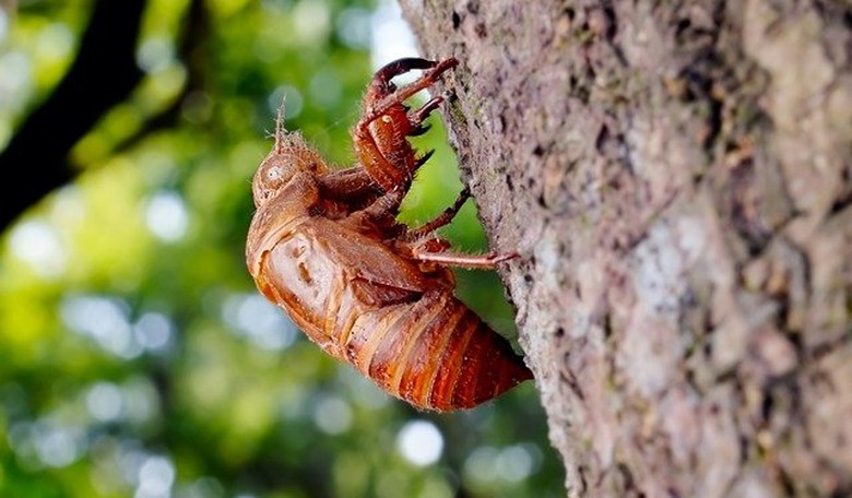 The Cicadapocalypse Is the Next Thing to End the World