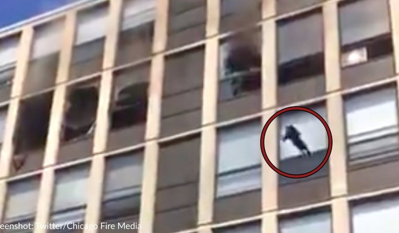 WATCH: Amazing Cat Leaps 5 Stories From Burning Building and Just Saunters Away
