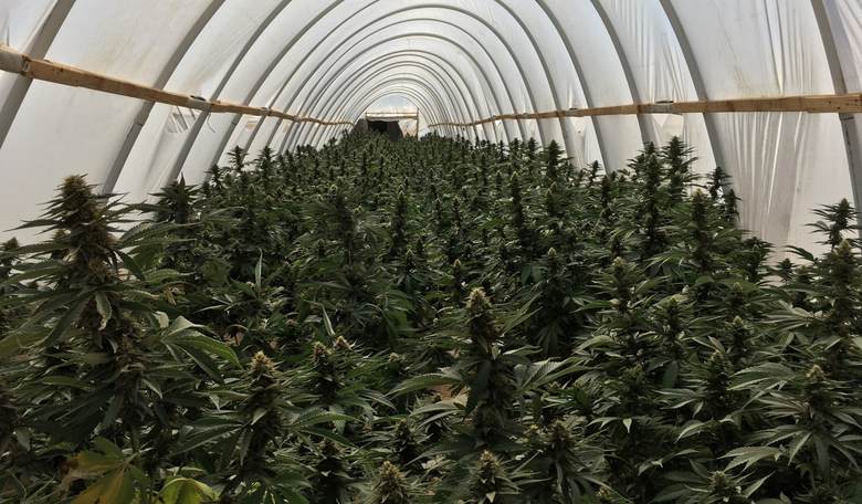Border Insecurity: Huge Cartel Marijuana Farm Bulldozed 300 Miles Inside California