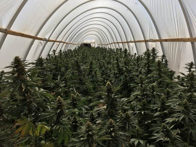 Border Insecurity: Huge Cartel Marijuana Farm Bulldozed 300 Miles Inside California