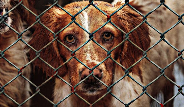 REVOLTING: Aussies Shooting Rescue Dogs Dead in Anti-COVID Effort