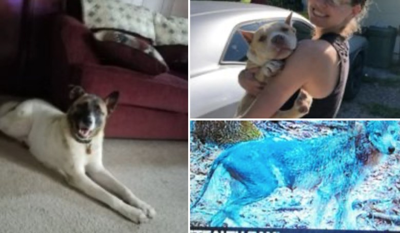 True Dog Crime? Dogs on Death Row for a Crime They Didn't Commit, Say Heartbroken Owners