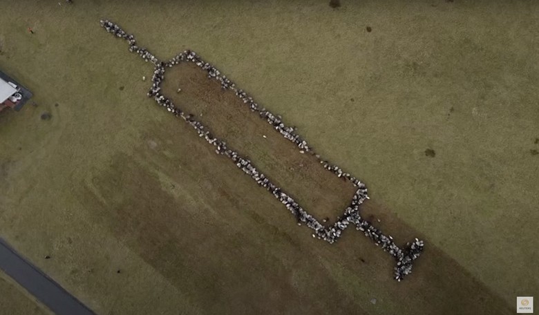 Irony Overdose: Man Herds Sheep Into Giant COVID Syringe Shape to Promote Shots