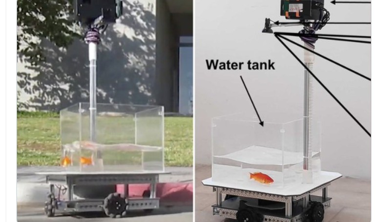 Stuff of Nightmares: Scientists Train Goldfish to Drive a Vehicle