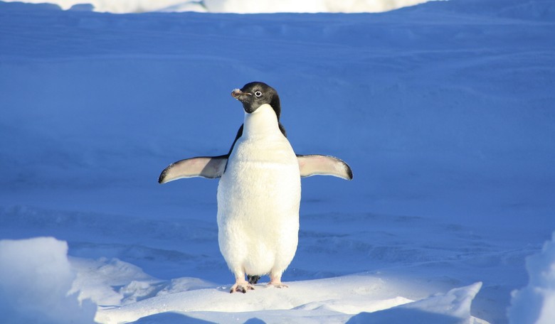 Insanity Wrap: Get Away From It All in Antarctica, Get COVID Anyway
