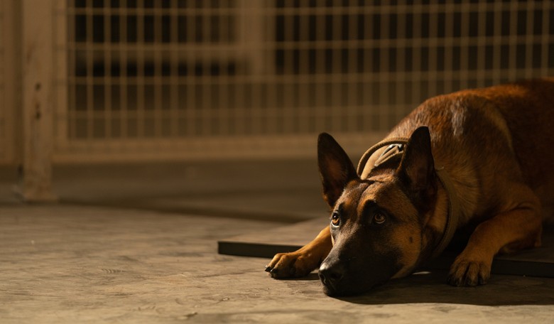 The Greatest Wartime Story About a Boy and a Dog You’ve Never Heard