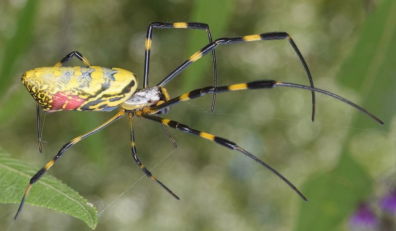 Media Tries to Gin Up Another Crisis: This Time It's Spiders as Large as a 'Child's Hand'