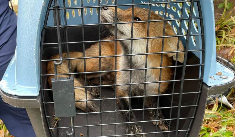 Wild Fox Bites Democrat. Will They Accuse the Fox of Being Republican and Demand an Investigation?