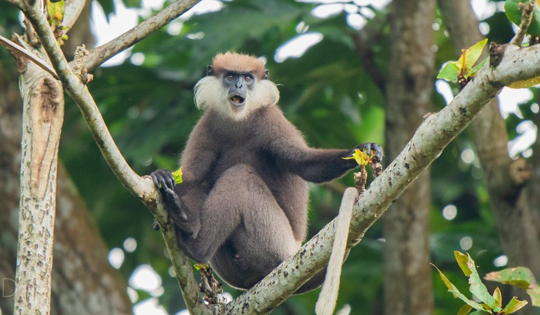 After Shocking Monkey Business, Belgium First to Lock Down Over Monkeypox. Who's Next?
