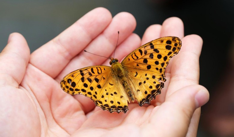 Hebrew Language Academy Names Butterfly in Murdered Israeli Boy’s Honor