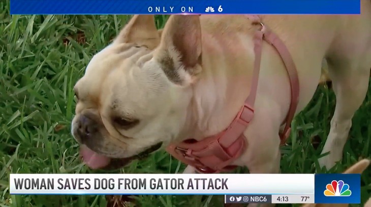 Florida Man Friday: Florida Woman Saves Dog