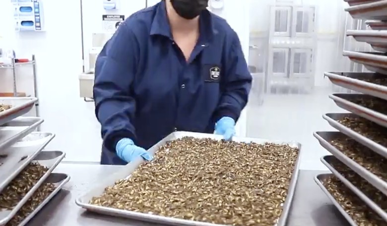 Take a Look Inside a Cricket Farm…Which Is Where Your Food Will Come From Soon